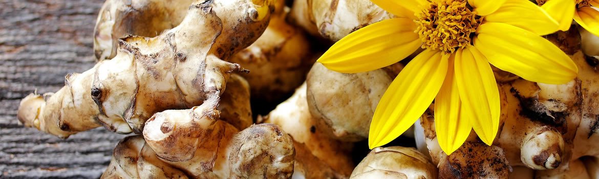 Tupinambor Orgânico em Pó