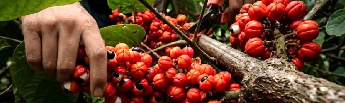Guarana maues